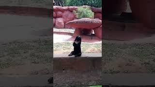 cute sunbear eating carrot