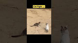 Village Cat Fight #cat #catsoftiktok #catfight #shorts