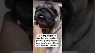 Be honest-who gets more of your attention, Your dog #pug #dog #shorts #dogsofinstagram