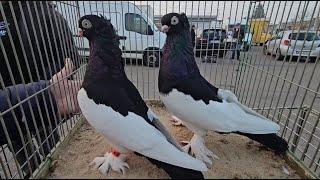 RADOM Gołębie pigeons targ Andrzej W. 7.11.2024Gołębie jasne i wyszwance Andrzeja Radom