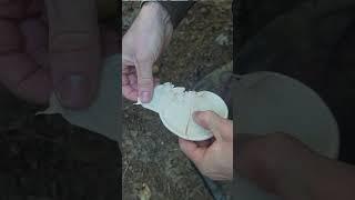 Survival Band-aid from a Wild Mushroom!