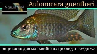 Aulonocara guentheri. Энциклопедия малавийских цихлид от "А" до "Z"