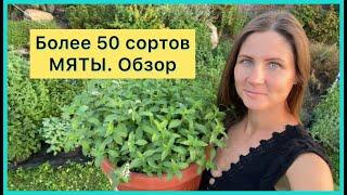 Более 50 сортов МЯТЫ. ОБЗОР. Как выбрать свою мяту?