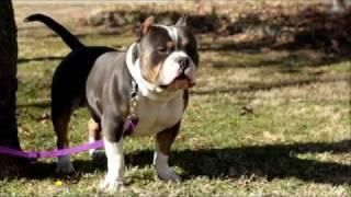 Beware the Beast of The Bully Market - American Bully Grand Champion