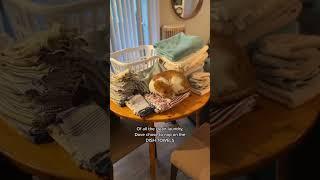 Typical Dave Behavior #funnyanimals #indooroutdoorkat #cats