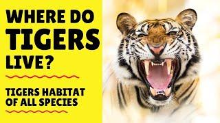 Where do Tigers Live - Tigers Habitat - Where are Tigers Found