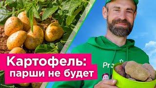 ЧТОБЫ КАРТОФЕЛЬ НЕ БОЛЕЛ ПАРШОЙ, СДЕЛАЙТЕ ТАК! Как избавиться от парши картофеля?