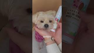 몰리가 뾰로롱 예뻐지는 힛찌 미스트가 60% 할인중 #강아지 #반려견 #릴스 #puppy #강아지미스트 #할인 #추천영상 #fyp