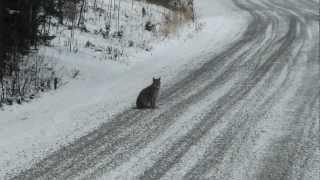 AOJ - Alaskan LYNX Family out hunting Snowshoe Hares