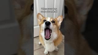 Corgi gets traumatized!