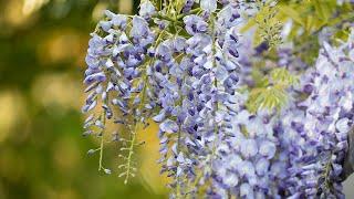 How to summer prune your wisteria