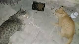 Homeless cats in UAE, Ras Al Khaimah: ED SHEERAN & MICHAEL JACKSON #cats #MichaelJackson #EdSheeran