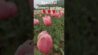 Tulip garden kashmir #shots #yt shorts #surabhi multi creations #