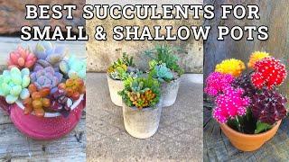 Best Succulent Plants For Small & Shallow Pots