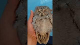 The owl that plays dead. #animals #funnyanimal #cute #owl #funny #healing #shorts #shortvideo