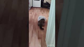 Магия кота и пакета) #cat #comedyvideos #котик #забавные #shorts