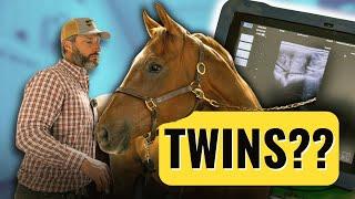My Horse Is Pregnant With Twins...Now What? | Breeding Season Vlog