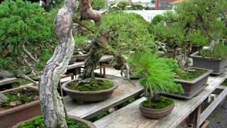 Taisho-en Bonsai Nursery