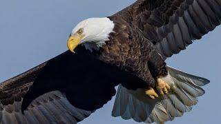 Insane Bald Eagle Bird In Flight FIGHTING Photography at Conowingo Dam Sony A7RIV A9 600MMF4 1.4 TEL