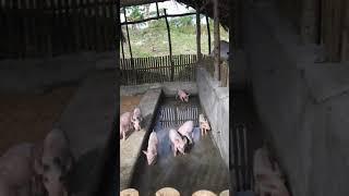 Babuyang walang amoy/odorless pig pen/ feedpro/ pig pen design