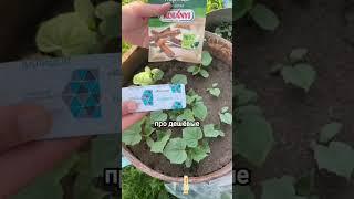Секрет крупной клубники! #рецепт#вредители#огород#советы#дача