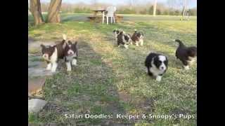 SafariDoodles: Keeper's Bordoodle Puppies