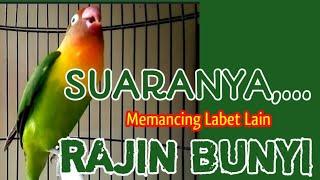 Burung Lovebird Memanggil Disertai Ngekek, Suaranya Bisa Memancing Labet Lain Rajin Bunyi