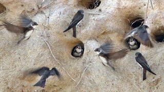 Birds Flying in Slow Motion - Sand Martin Colony