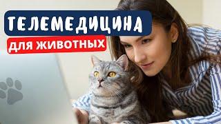 Ветеринар онлайн | 1 ГОД КОНСУЛЬТАЦИЙ ВЕТЕРИНАРА за 900 рублей | Телеветеринария