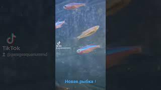 Новая рыбка приехала ! #aquarium #fish #fishtank #aquariumfish #chișinău #fishing #moldova