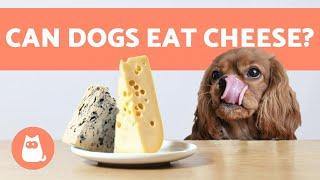 CAN DOGS EAT CHEESE?  Or Other DAIRY Products?