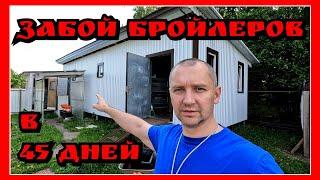 РЕАЛЬНЫЙ ВЕС БРОЙЛЕРА в 45 дней / Ох уж эти сказки, ох уж эти сказочники