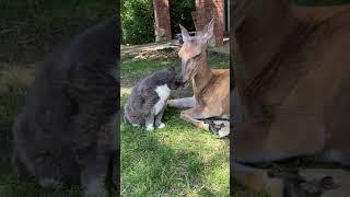 Deer is pampering and loving on his best cat friend.