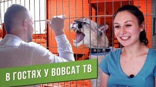 Теплый дом. Торт и пумы. BobCat ТВ. Компания Загород на новоселье.