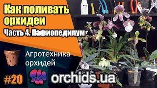 Как поливать орхидеи. Часть 4. Как поливать пафиопедилум (Paphiopedilum).