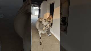 Meri gaiya aati hai mujhko doodh pilati hai #cow #merigaiyaaatihai #merigaiya #gaumaata #cowvideos