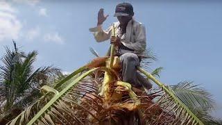 Thử Thách TAY KHÔNG Lấy CỦ HỦ Cây Dừa.Use your hands Get the tops of the coconut tree.Thanh Hoai KG