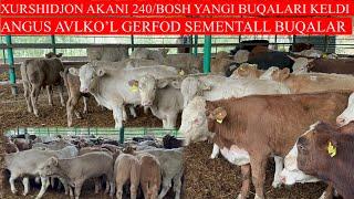 XURSHIDJON AKANI 240/BOSH ANGUS AVLIKOL GEREFOD SEMENTALL BUQALARI KELDI SHOSHILING