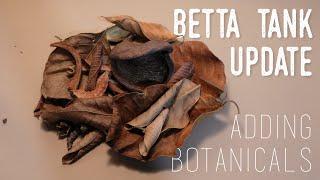 BETTA TANK  | Update | Adding Botanicals | Step by Step