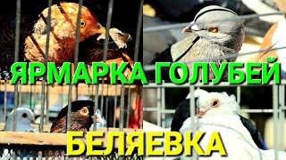 Ярмарка голубей и декоративной птицы. Беляевка. Одесская область. Кролики. Нутрии. Голуби. #зоотроп