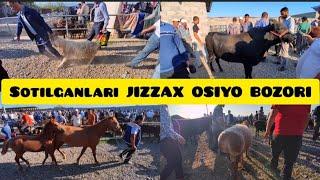 JIZZAX CHORVA BOZORI SOTILGANLARI ЖИЗЗАХ ОСИО ЧОРВА МОЛ БОЗОРИ НАРХЛАРИ #жиззах #rek #ozod