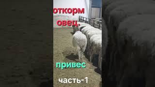 откорм овец. привесы.