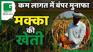 किसान कम लागत में पाए बंपर मुनाफा करे Maize Farming | मक्का की खेती | Maize Cultivation | Green TV