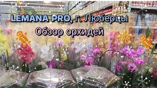 Обзор орхидей в Лемана Про, г. Люберцы, МО#обзор#2024#original#plants#orchid