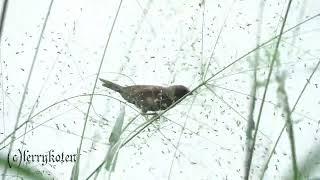 Lonchura Maja | Bird with brown body color and white head to neck