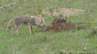 Rare - A Badger and a Coyote Hunting Together