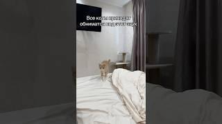 Звуки для котиков