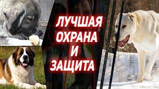 ЛУЧШИЕ СОБАКИ ОХРАННИКИ / Топ 8 Пород собак для Охраны