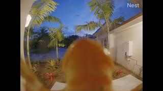 Caught on Camera - Nest Doorbell Camera Wildlife