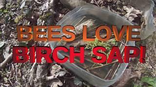 Bees love birch sap!